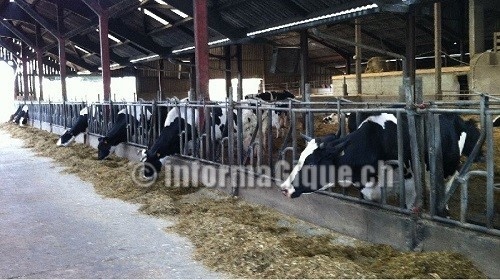 velage camera ecurie