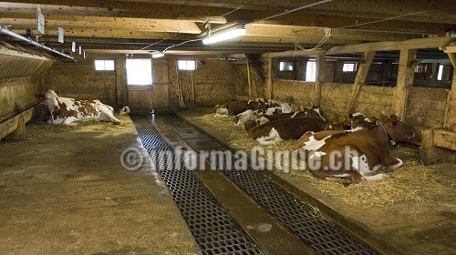 surveillance bétail informaGique